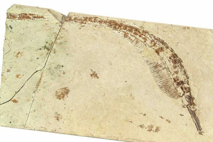 Fossil Pipefish (Hipposyngnathus) - California #294303